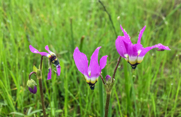 Lowland Shooting Star (Primula clevelandi var. patula)