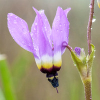 Lowland Shooting Star (Primula clevelandi var. patula)