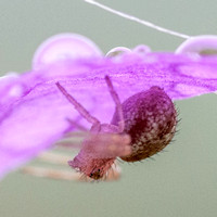 Crab Spider? Waits on Shooting Star