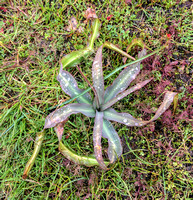 Soap Plant (Chlorogalum pomeridianum var. p.)