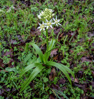 Fremont's Star Lily (Toxicoscordion femontii)