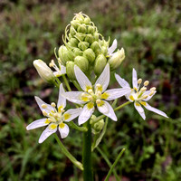 Blossoms of Fremont's Star Lily (Toxicoscordion femontii)