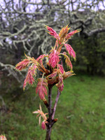 New Red Leaves of Black Oak (Quercus kelogii)