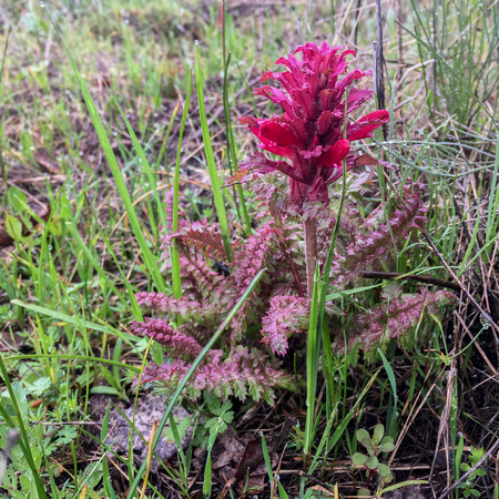 Indian Warrior (Pedicularis densiflora)