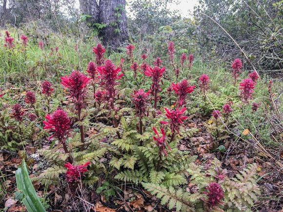 Indian Warrior (Pedicularis densiflora) Beneath Valley Oaks (Quercus lobata) (2)