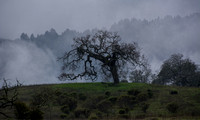 Valley Oak (Quercus lobata), Mist, Skyline