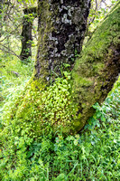 Miner's Lettuce (Claytonia perfoliata) and Moss Decorate a Trunk