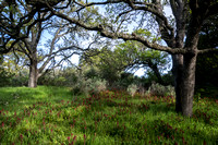 Indian Warrior (Pedicularis densiflora) and Fragrant California Sagebrush (Artemesia californica) Beneath Oaks