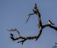 Swallows in Old Valley Oak