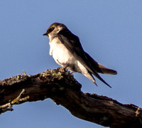 Swallow in Old Valley Oak
