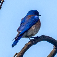 Western Bluebird (Sialia mexicana) (2)