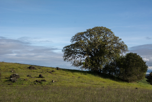 Blue Oak (Quercus douglasii) in the Serpentine