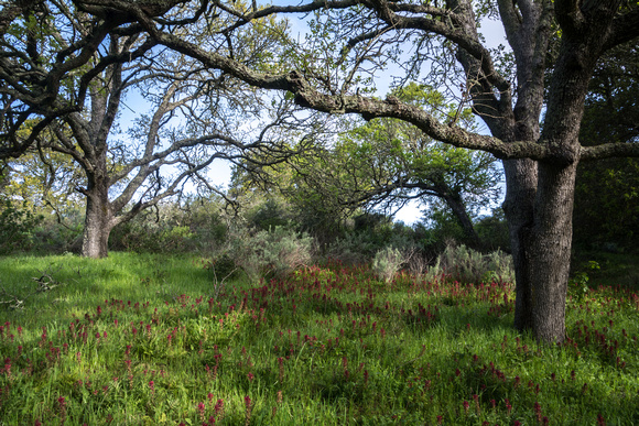 Indian Warrior (Pedicularis densiflora) and Fragrant California Sagebrush (Artemesia californica) Beneath Oaks