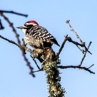 Male Nuttall's Woodpecker (Dryobates nuttallii), Still There