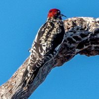 9/28/2021 Is this Sapsucker using a Tool? Plus Tarantula, Courtships, and More