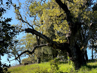 3/31/2024: Buck on Mapache Trail in Evening