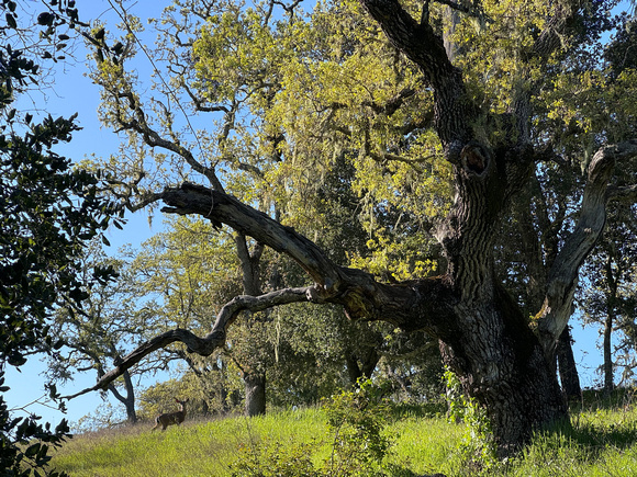 Buck on Mapache Trail