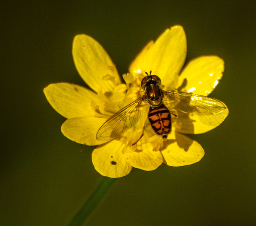 Another Beefly on Goldfields