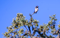 Female Acorn Woodpecker (Melanerpes formicivorus) in Visitors' Valley Oak