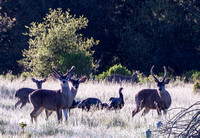 Before and After the Tour: Deer with Turkeys; Birds in the Visitors’ Valley Oak