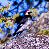 Male Acorn Woodpecker (Melanerpes formicivorus) Landing in Visitors' Valley Oak