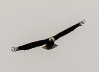 Bald Eagle (Haliaeetus leucocephalus) in Flight over Searsville Lake