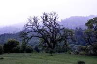 Twisted Oak and Mist
