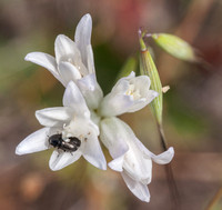 Two Beetles on White Flower