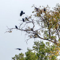 A Parliamenrt of Crows