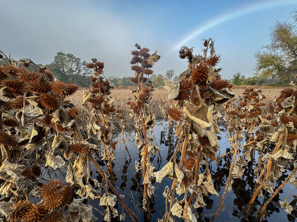 Dry Stems in Rare Water -- and Rainbow