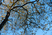 Black Oak Foliage