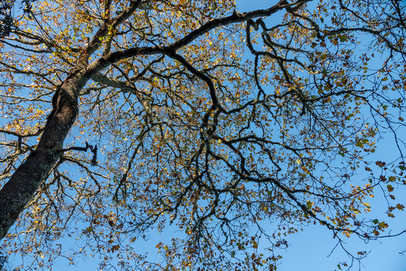 Black Oak Foliage