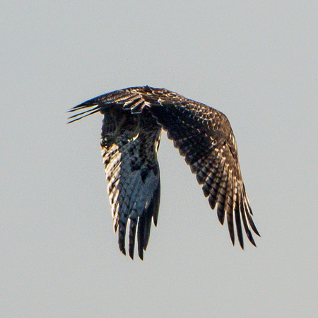 Northern Harrier (Circus cyaneus) in Flight