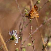 Skipper Butterfly Approaches Hayfields Tarweed Flower