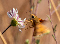 Skipper Butterfly Lands On Hayfields Tarweed Flower