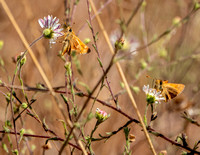 Skipper Butterflies on Hayfields Tarweed Flowers