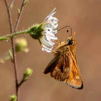 Skipper Butterfly on Hayfields Tarweed Flower (Hemizonia congesta ssp. luzulifolia)