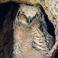 5/13/2019 Surprise Encounter -- Great Horned Owl