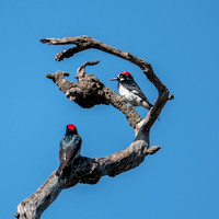 Acorn Woodpecker (Melanerpes formicivorus) Joined by Their Spouse