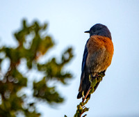 Western Bluebird (Sialia mexicana) in Sunlight