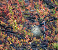 Sparrow in a Bush