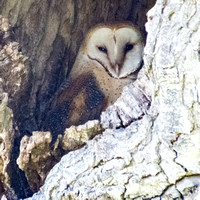 Barn Owl (Tyto alba) in Lone Valley Oak