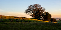 Three Oaks, New Sunlight