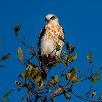 10/24/2024 Young Kite, Savannah Sparrow, and More: October Bird Transect