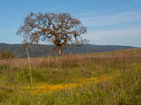 Yellow Flowers, Lone Oak