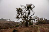 Mistletoe Oak