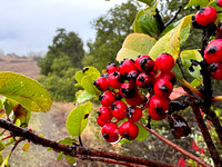 Toyon Berries along Trail 15
