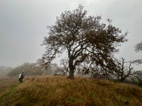 Oak in Fog