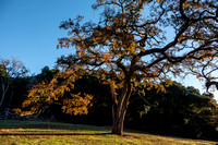 Autumn Valley Oak (Quercus lobata) in Mader Valley