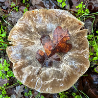 Leaf on Wet Mushroom
